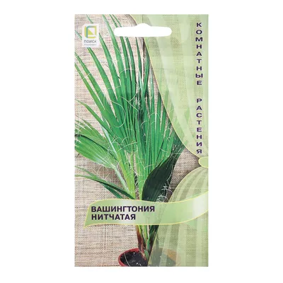 Вашингтония комнатная пальма ПОИСК Агрохолдинг komn24, 3 г - купить по  выгодным ценам в интернет-магазине OZON (190901659)