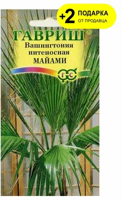 Семена Вашингтония Нитчатая (Поиск) в интернет магазине Baza57.ru по  выгодной цене 56 руб. с доставкой