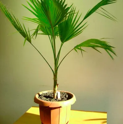 Вашингтония - от посадки до ухода: выращивание пальмы в домашних условиях.  Особенности выбора нужного места, освещенности, влажности