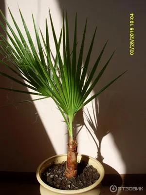 Вашингтония Нитеносная - Вашингтония Нитчатая - (лат. Washingtonia  filifera) СЕМЕНА 10шт + подарок | AliExpress