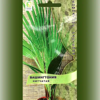Отзыв о Пальма Вашингтония нитчатая | Редкая, красивая и такая экзотичная