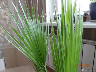 Пальма вашингтония: фото и описание, как вырастить из семян в домашних  условиях, уход