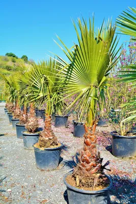 Продам три вида пальм Вашингтония Веерная Кустовидная Прочие животные и  растения в Ялте - Животные и Растения на Gde.ru 06.09.2023