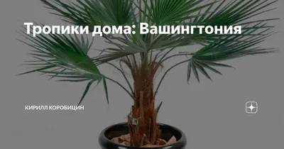 Вашингтония нитеносная (Washingtonia filifera) — описание, выращивание,  фото | на LePlants.ru