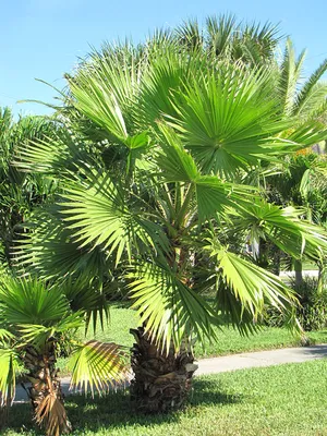 Пальма вашингтония: выращивание,уход и размножение.