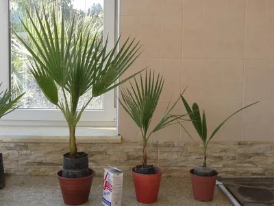 Вашингтония — самая массивная веерная пальма | Идеи посадки растений, Пальма,  Растения