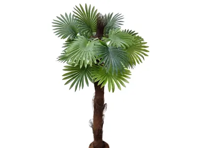 Вашингтония — самая массивная веерная пальма | Пальма, Веерные пальмы, Цветы