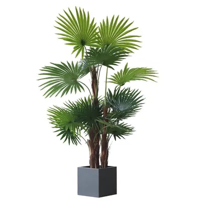 Пальма Вашингтония: 2 вида и правила ухода | Идеи посадки растений, Пальма,  Садоводство на балконе