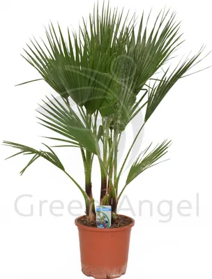 Семена Пальма Вашингтония нитчатая (Washingtonia filifera), 5 штук |  AliExpress