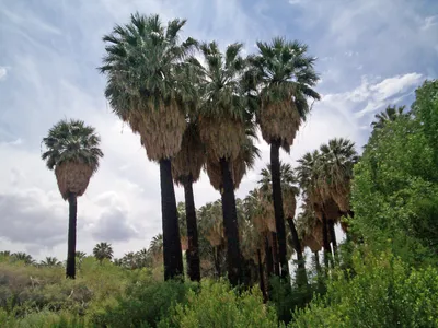Вашингтония — самая массивная веерная пальма | Веерные пальмы, Пальма,  Мексиканский сад