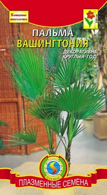 Купить Вашингтония пальма куст в Минске по низкой цене, в наличии