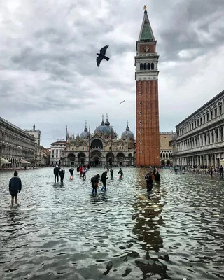 Венеция сегодня. Отлив достиг критической отметки. Вода ушла. #гидввен... |  TikTok