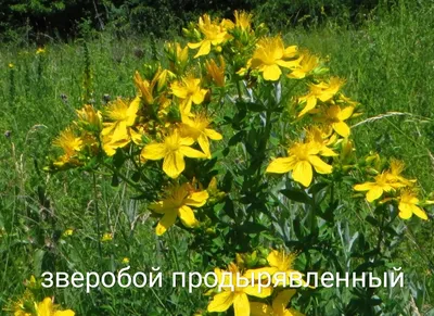 Вилка садовая Gardena - купить в интернет-магазине «ТехноДача» в Москве –  цена, фото, описание, технические характеристики