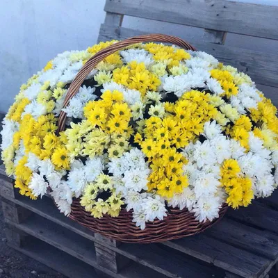 Доставка комнатных цветов в горшках в Казани, купить горшечные растения -  Русский Букет