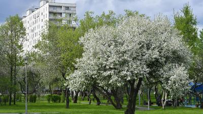 Весенняя Москва | Пикабу