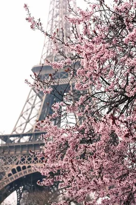 Весенний Париж фото