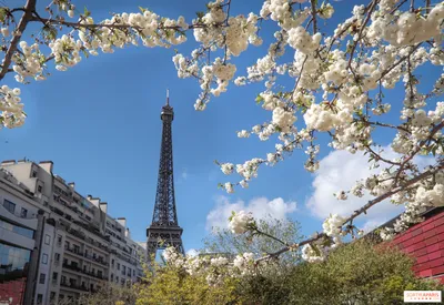 Фотообои Весенний Париж для стен, бесшовные, фото и цены, купить в  Интернет-магазине
