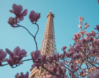 Париж весной стоковое фото. изображение насчитывающей заводы - 62015336