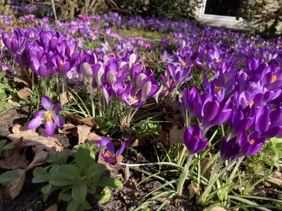 Весна в Германии стоковое фото. изображение насчитывающей флора - 29516622