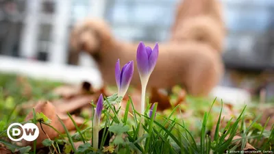 Весна в Германии с зацветая деревом Стоковое Изображение - изображение  насчитывающей небо, цветки: 150165827