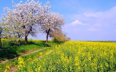 В Германии весна опаздывает и сдвигает время цветения