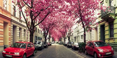 Весна в Германии (44 фото) - 44 фото