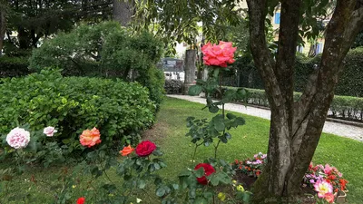 Весна в Италии Розовые лепестки цветут деревья при солнечном свете Стоковое  Изображение - изображение насчитывающей пусто, цветок: 180126873