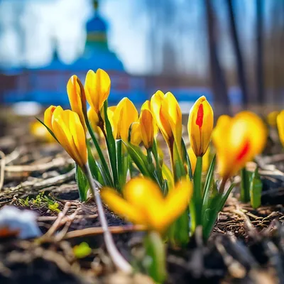 Весна идёт: какая погода будет в Новосибирске и области на предстоящей  неделе | Новости – Gorsite.ru