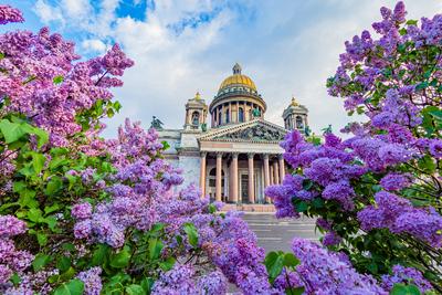 Нарядная весна в Санкт-Петербурге (4 дня+ ж/д или авиа) - Туры в Санкт- Петербург