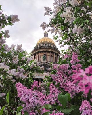 Картина Весна в Петербурге, художник Кирилл Мальков
