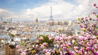 Цветение сакуры во Франции