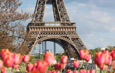 Сады Франции весной,цветущая сирень,…» — создано в Шедевруме
