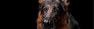 Немецкая овчарка (Deutscher Schaferhunde | German Shepherd) | Мир собак.  Журнал о собаках. Доска объявлений. Породы. Дрессировка.