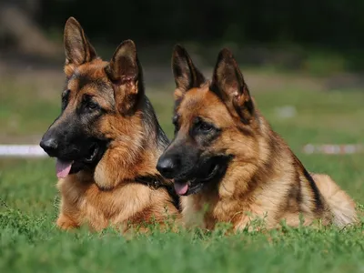 Корм для взрослых собак породы немецкая овчарка, Royal Canin German  Shepherd Adult купить с доставкой в интернет-магазине зоогастроном.ру