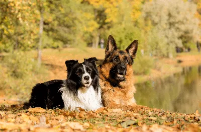 Немецкая овчарка: все о собаке, описание и фото породы