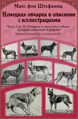 Немецкая овчарка: описание породы, характер, содержание собаки