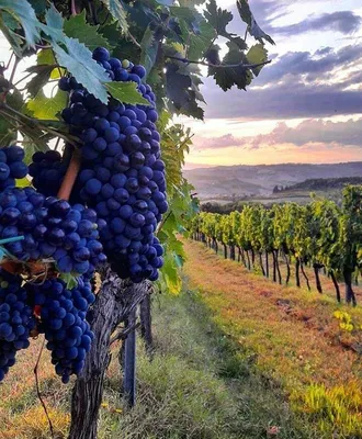 Виноград Италия фото