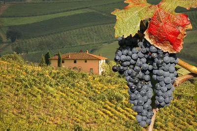 Купить Вино из винограда Катарратто (Catarratto)