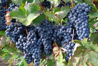 Автохтонные сорта винограда из Италии