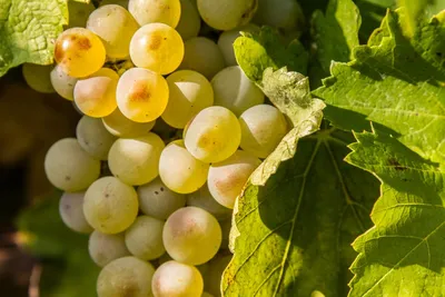 Зеленый Виноград Италия Научное Название — стоковые фотографии и другие  картинки Виноградовые - iStock