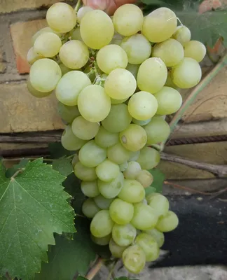 Виноград Италия купить с доставкой почтой, цены, фото в интернет-магазине  Dolinasad.by