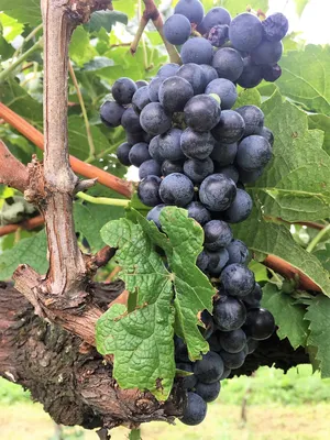 Италия: виноград собирают с соблюдением мер предосторожности