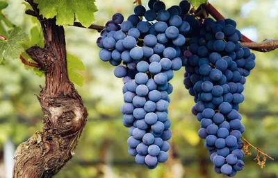 Италия: Новые эффективные подвои винограда