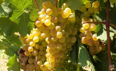 Итальянские сорта винограда | Сибирский обычай