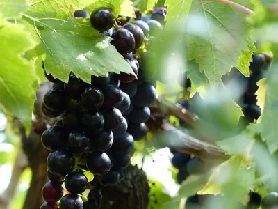 Лучшие винные сорта винограда в Италии для производства вина
