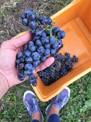 Виноград Итальянский мускат - купить саженцы ягодных культур с доставкой по  Украине в магазине Добродар