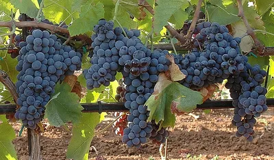Саженцы винограда Италия купить в Москве по цене от 999 до 6850 руб. -  питомник растений Элитный Сад