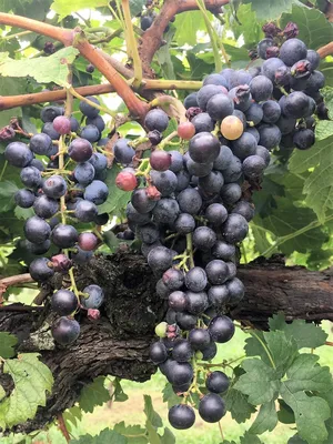 Неббиоло: описание сорт винограда из Пьемонта, лучшие сочетания вина с едой