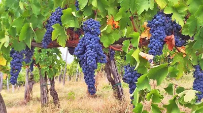 Купить Вино из винограда Верментино (Vermentino)