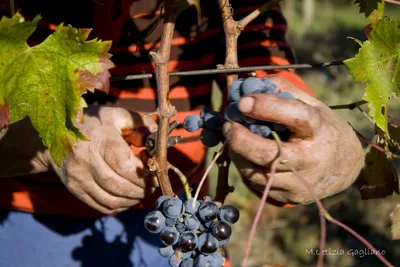 Зеленый Виноград Италия Научное Название — стоковые фотографии и другие  картинки Белый виноград - iStock